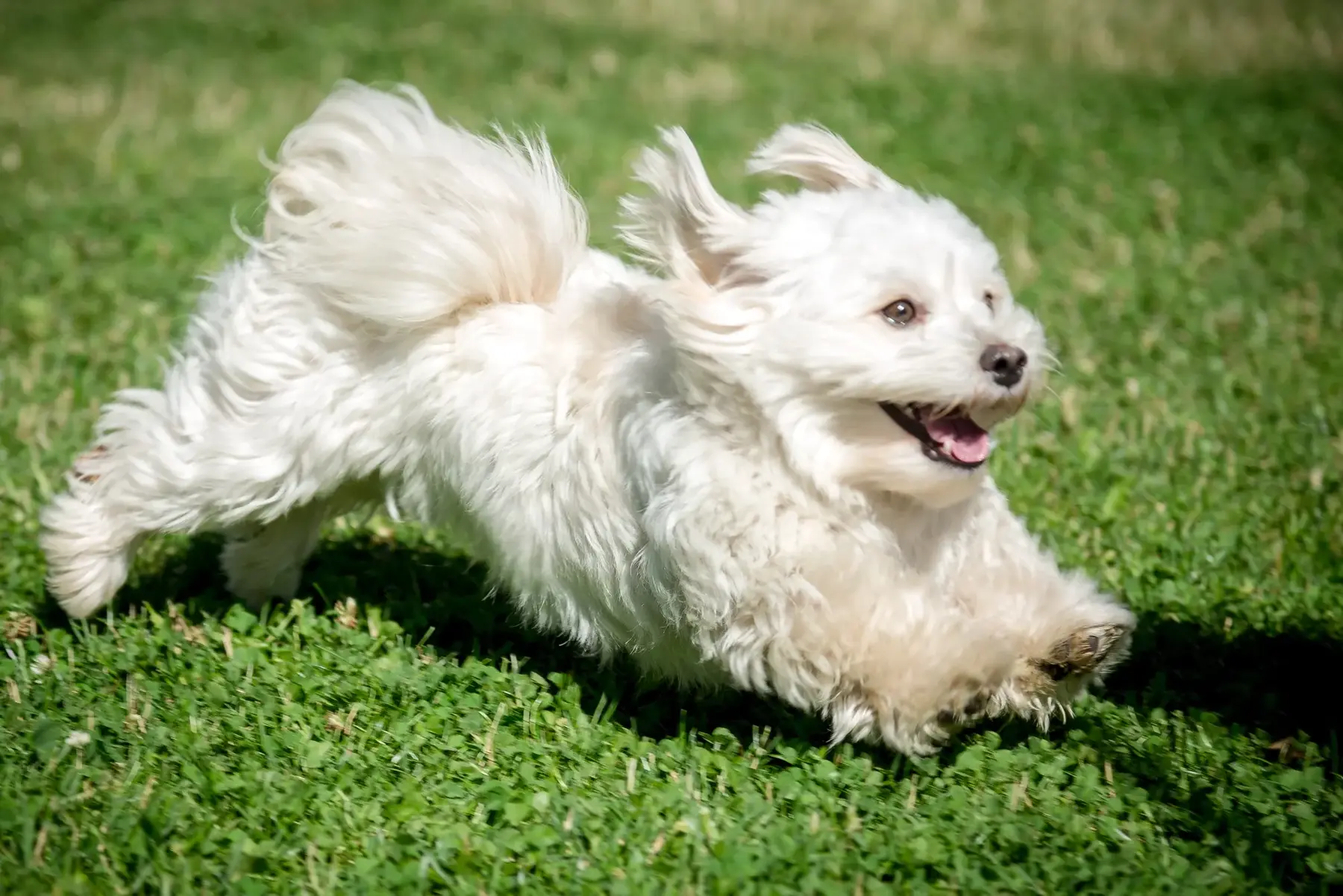 Weißer kleiner Hund rennt fröhlich über den Rasen