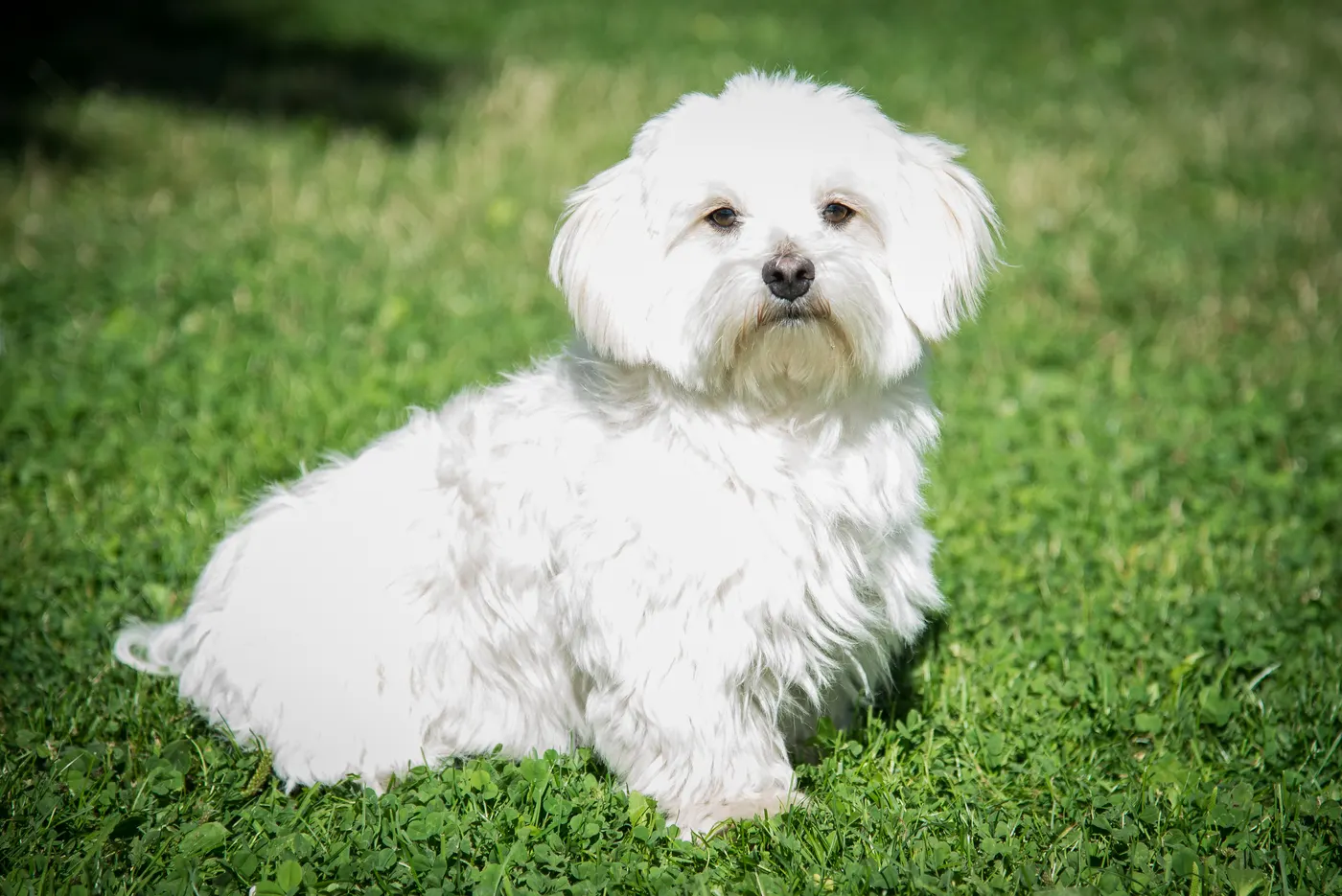 Weißer Hund sitzt auf der Wiese und schaut in die Kamera